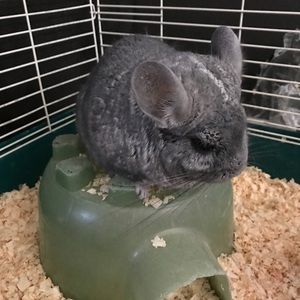 Meet your Posher, Maddy